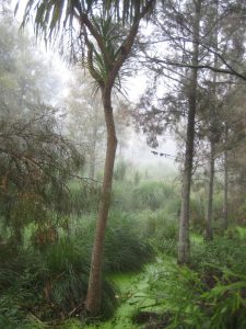 IMG_6180 c wetland fog