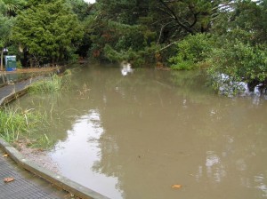 Meola Creek submerges boardwalk