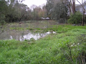 Wetland flooded