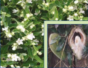 Moth plant / cruel vine (Araujia sericifera)