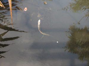 Dead eel February 2017